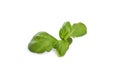 Green Fresh Basil Leaves Ilated on Wite Bckground