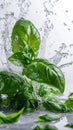 Green fresh basil leaves levitate, fly in splashes of water. Freshness and effectiveness of herbs, healthy food and diet. Vertical Royalty Free Stock Photo