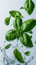 Green fresh basil leaves in a splash of water. Freshness and potency of herbs, healthy food and diet. Levitating Royalty Free Stock Photo