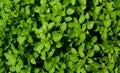 Green fresh basil leaves natural background pattern