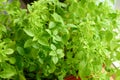 Green fresh basil on the windowsill of a house close-up