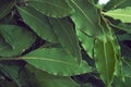 Green and fresh bay leaf. The Bay leaf is a popular seasoning in cooking and a means of folk medicine.