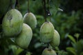 Green Fresh Big Size Bangladeshi Mango, Rajshahi Langra Mango or Amropali Mango tree