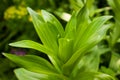 A green fresh bright sprout of lily in the grass on a sunny day on a green background. Royalty Free Stock Photo