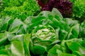 Green fresh butterhead lettuce ready to harvest