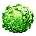 Green fresh cabbage head isolated, watercolor illustration on white Royalty Free Stock Photo