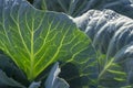 Green fresh cabbage leaf, lit by the sun Royalty Free Stock Photo