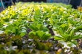 Green fresh cabbage lettuce plant in bright greenhouse Royalty Free Stock Photo