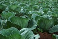 Green fresh cabbages growing