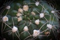 Green fresh Cactus plant details with thorns. Royalty Free Stock Photo