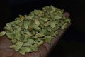 Green fresh cardamom in hands