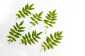 Green fresh carved leaves of mountain ash, rowan tree, isolated on white background, flat lay top view pattern Royalty Free Stock Photo