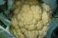 Green fresh cauliflower, soft focus background