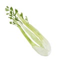 Green fresh celery. Stick isolated on white.