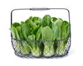 Green Fresh Pok Choi Royalty Free Stock Photo