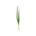 Green fresh chives, vegetarian healthy food, organic herb for cooking vector Illustration on a white background Royalty Free Stock Photo