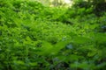 Green fresh clover field background with water droplets Royalty Free Stock Photo