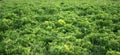 Green fresh clover growing in early spring. Can be used as a background or texture, close-up