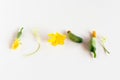 Green fresh cornichon cucumbers with flowers on white background. vegetable set flat design element. Minimalistic Royalty Free Stock Photo