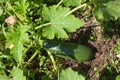 Green fresh cucumber grows on the bed Royalty Free Stock Photo