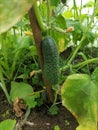 Green fresh cucumber hang on a plant in the field. Growing vegetables in the garden in countryside greenhouse Royalty Free Stock Photo