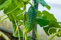 Green fresh cucumbers grow on a branch