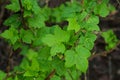 Green fresh currant leaves