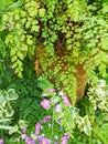 Delta maidenhair fern and Primula frondosa flower in the garden