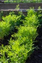 Green fresh dill grow in garden. Vegetables growing in rows