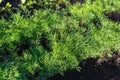 Green fresh dill grow in garden. Vegetables growing in rows