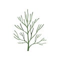 Green fresh dill leaf, vegetarian healthy food, aromatic organic herb for cooking vector Illustration on a white