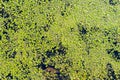 Green fresh duckweed floating on water, background, texture Royalty Free Stock Photo