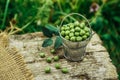 Green fresh farm peas in a small metal bucket on a gray wooden table on a natural background 2 Royalty Free Stock Photo