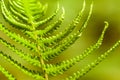 Green fresh fern leaves macro photo against green background Royalty Free Stock Photo