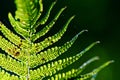 Green fresh fern leaves macro photography against green background and with warm sunlight colors