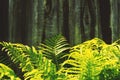 Green fresh fern leaves on wooden background Royalty Free Stock Photo