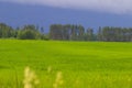 Green fresh field and blue heavy clouds Royalty Free Stock Photo