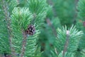 Green fresh fir branch with cone in forest on blurred background. Medicinal plant, Pinus sylvestris, with rich source of vitamins Royalty Free Stock Photo