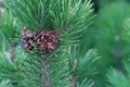 Green fresh fir branch with cones in forest on blurred background. Christmas tree branches Royalty Free Stock Photo