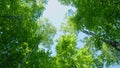 Green fresh foliage of old tall trees growing in forest. Woodland or park with beautiful huge trees. Rotation. Royalty Free Stock Photo