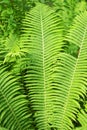 Green fresh forest fern background