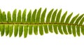 Green fresh frond of fern with spore clusters called sori isolated Royalty Free Stock Photo