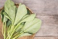 Green fresh Gai lan (Chinese broccoli) on wooden plank Royalty Free Stock Photo