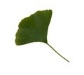 Green fresh ginkgo leaf isolated, medicinal organic plant close-up, clipping path cutout object Royalty Free Stock Photo