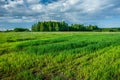 Green fresh grain, forest and clouds in the sky Royalty Free Stock Photo