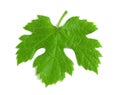 Green fresh grape leaf isolated on white background, top view Royalty Free Stock Photo