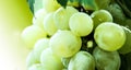 Green colored grapes fruits Royalty Free Stock Photo