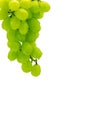 Green fresh grapes Kishmish on a twig hangs down on a white background Royalty Free Stock Photo
