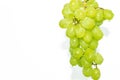 Green fresh grapes Kishmish on a twig hangs down on a white background Royalty Free Stock Photo