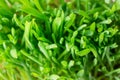 Green fresh grass background closeup. the view from the top Royalty Free Stock Photo